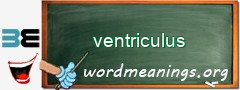 WordMeaning blackboard for ventriculus